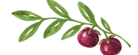 Kokan Delicacies Kokum